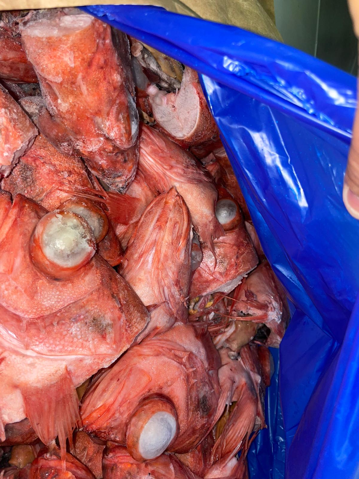 Redfish Heads / Sebastes Norvegicus / 300-500 Grams/ Pre Order Only – Lobster  Bait